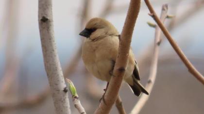 Desert Finch