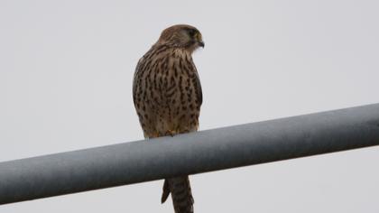 Common Kestrel