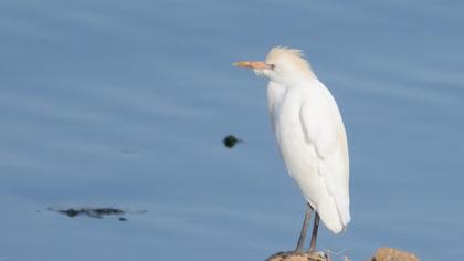 Western Cattle Egret