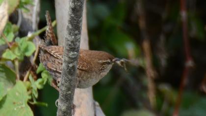 Eurasian Wren