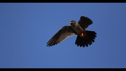 Red-footed Falcon