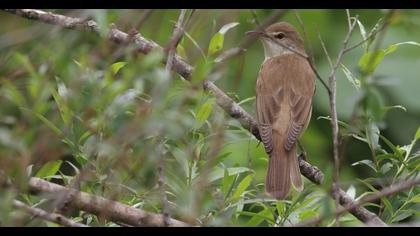Great Reed Warbler