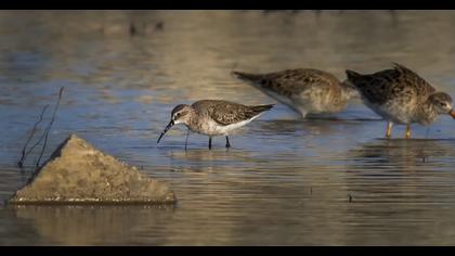 Curlew Sandpiper