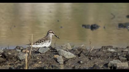 Broad-billed Sandpiper