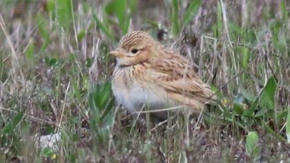 Turkestan Short-toed Lark