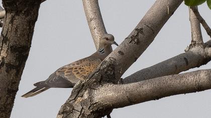 European Turtle Dove