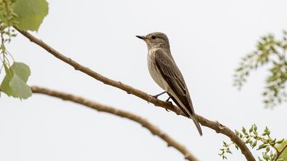 Spotted Flycatcher