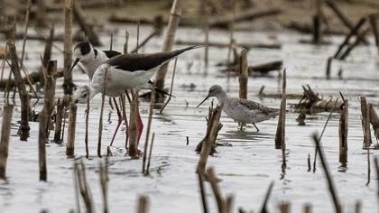 Marsh Sandpiper