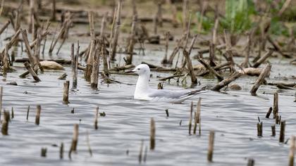 Slender-billed Gull