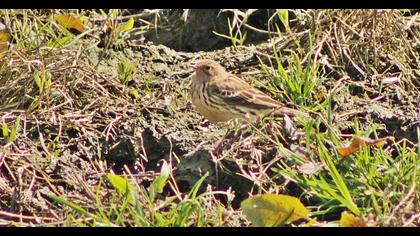 Red-throated Pipit