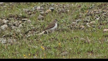 Common Sandpiper