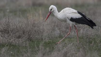 White Stork