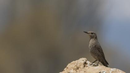 Blue Rock Thrush