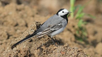 White Wagtail