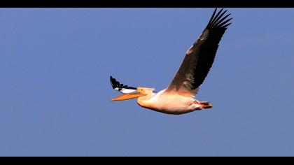 Great White Pelican