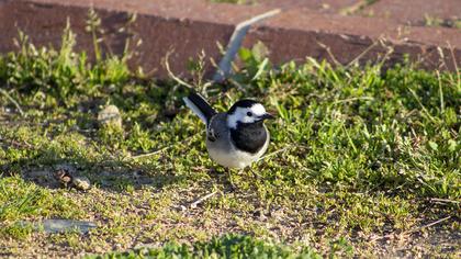 White Wagtail