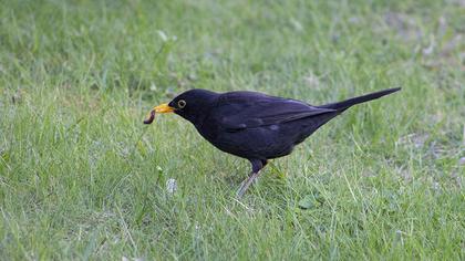 Common Blackbird