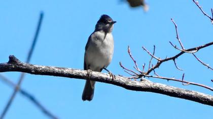 Karabaşlı ötleğen