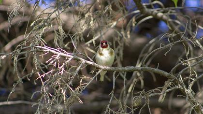 European Goldfinch