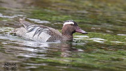 Garganey
