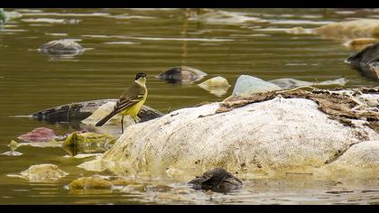 Western Yellow Wagtail