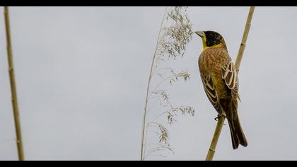 Black-headed Bunting
