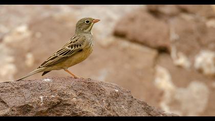 Ortolan Bunting