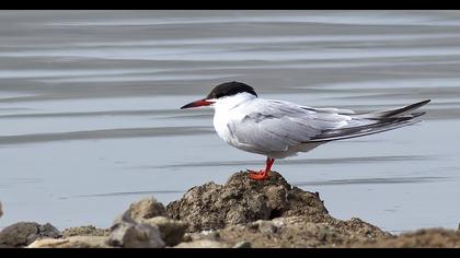 Common Tern