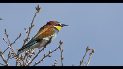 European Bee-eater