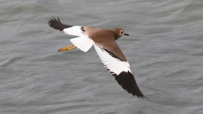 White-tailed Lapwing