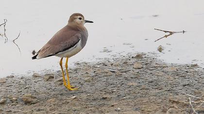 White-tailed Lapwing