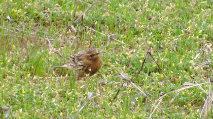 Red-throated Pipit