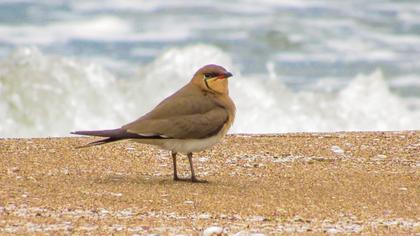 Collared Pratincole