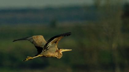 Erguvani balıkçıl