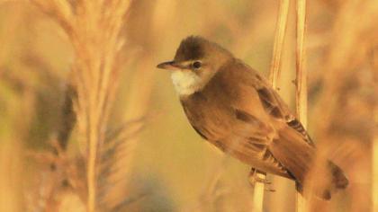 Great Reed Warbler