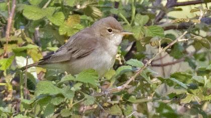 Marsh Warbler