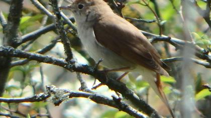 Common Nightingale