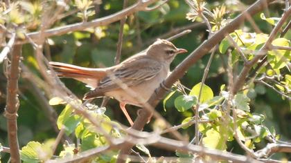 Rufous-tailed Scrub Robin