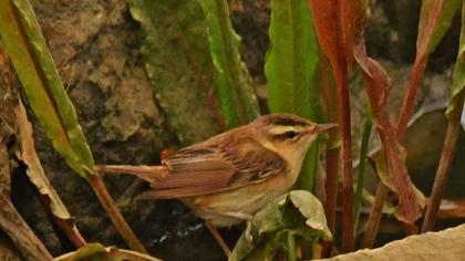 Sedge Warbler