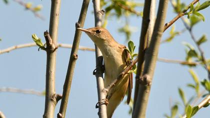Great Reed Warbler