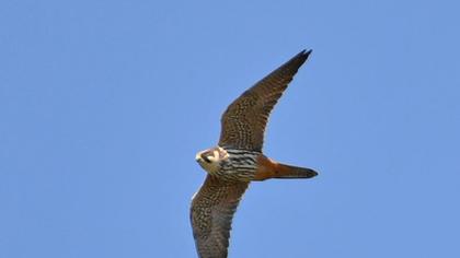 Eurasian Hobby