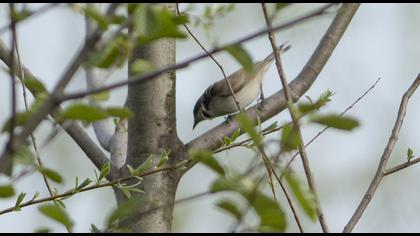 Lesser Whitethroat