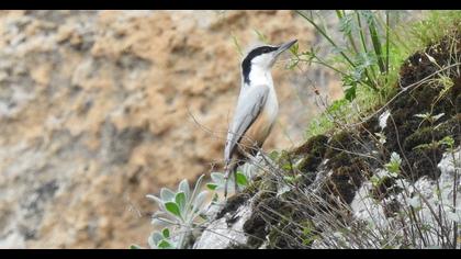 Eastern Rock Nuthatch