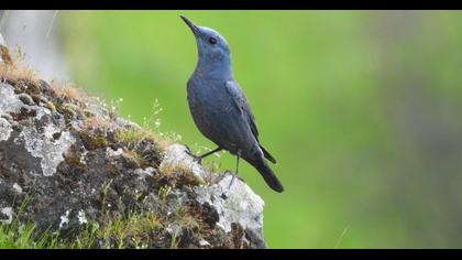 Blue Rock Thrush