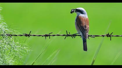 Red-backed Shrike