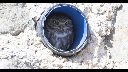 Little Owl