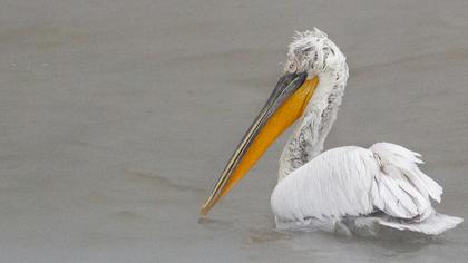 Dalmatian Pelican