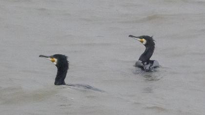 Great Cormorant