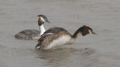 Great Crested Grebe