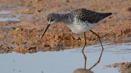 Marsh Sandpiper